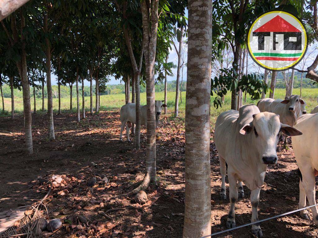 Fazenda-Sítio-Chácara, 8712 hectares - Foto 3