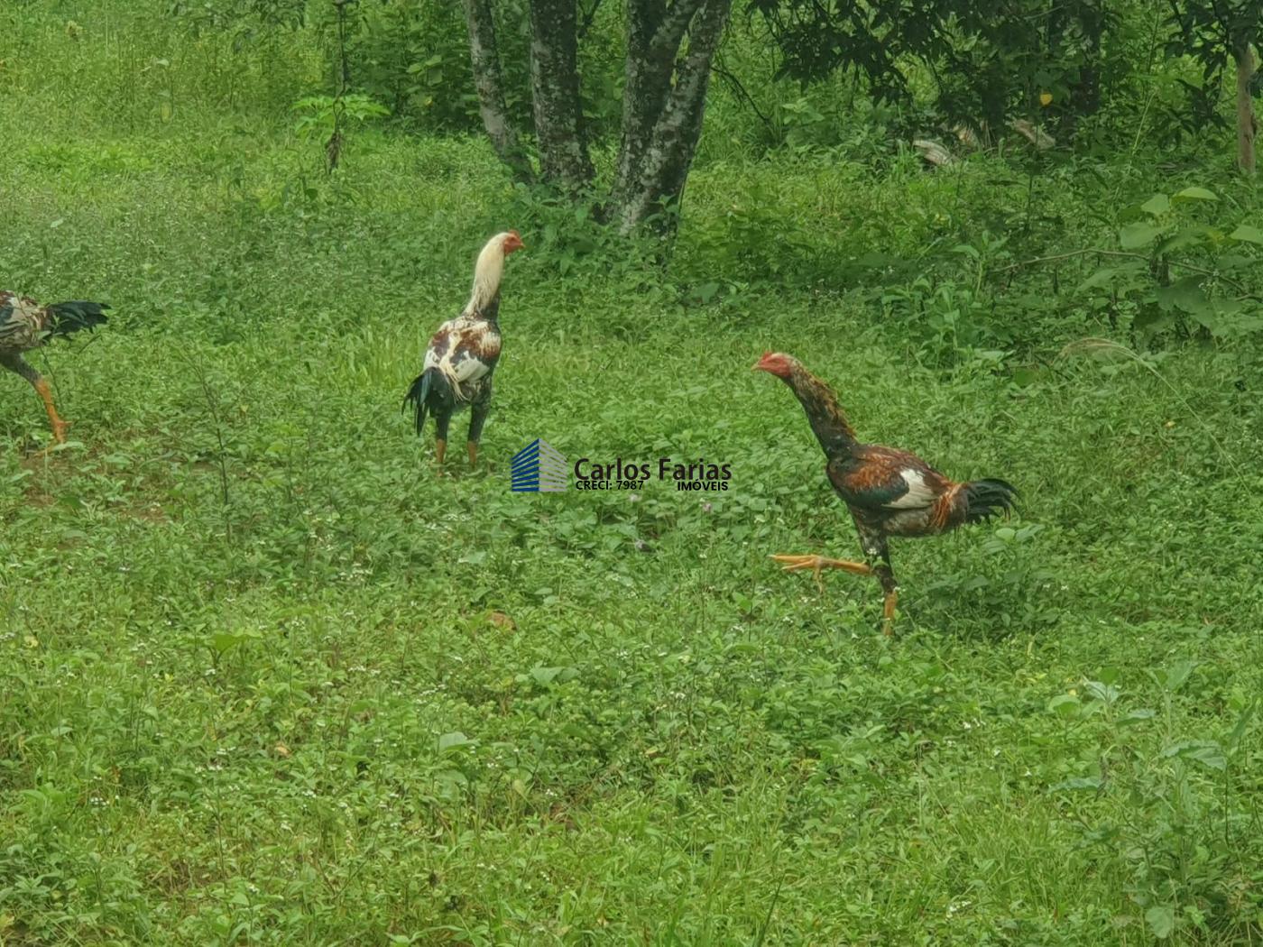 Fazenda à venda com 4 quartos, 300m² - Foto 26