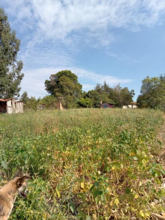 Fazenda à venda com 3 quartos, 130000m² - Foto 6