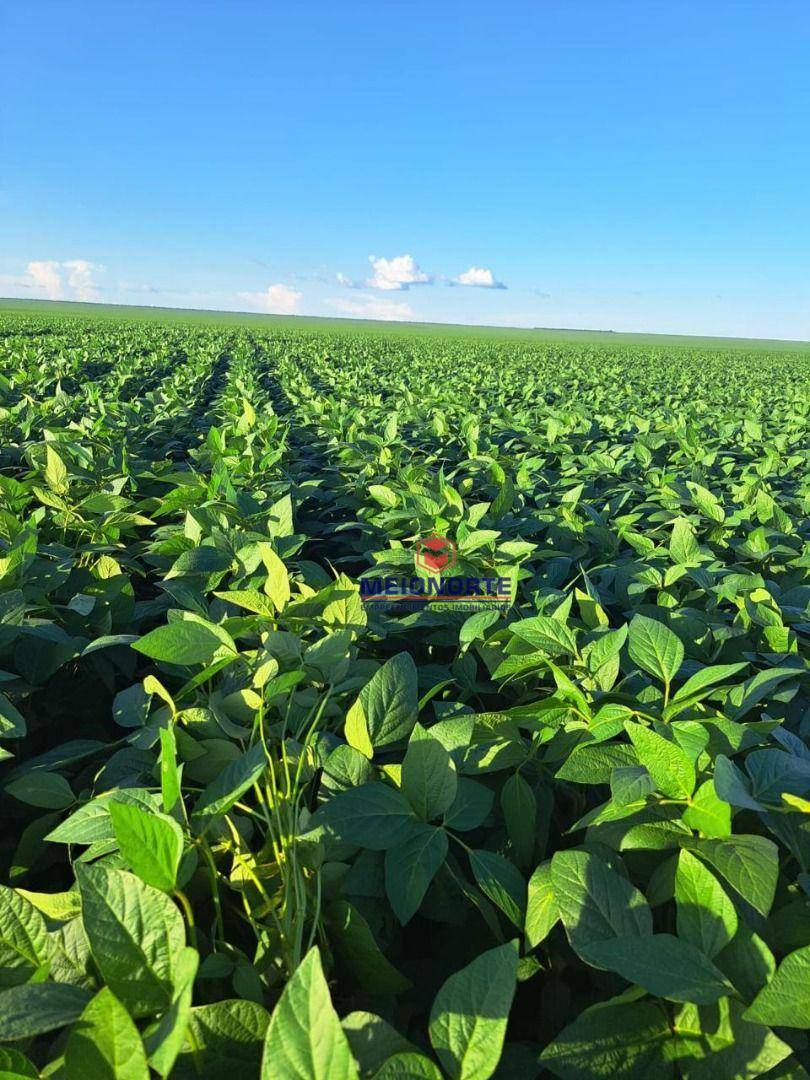 Fazenda à venda com 1 quarto, 30250000M2 - Foto 4