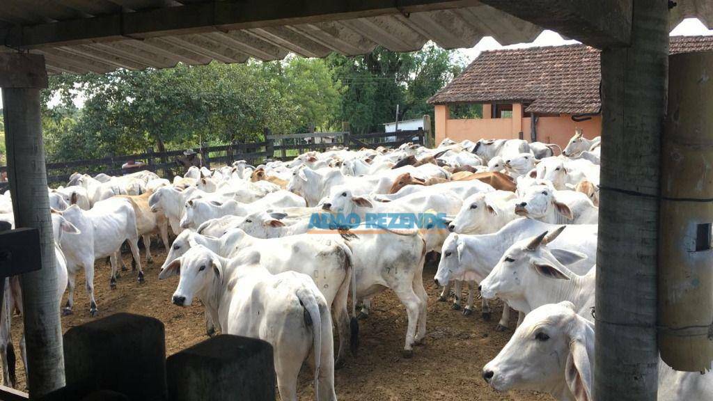 Fazenda à venda com 2 quartos, 2378298M2 - Foto 7