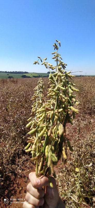 Fazenda, 108 hectares - Foto 12