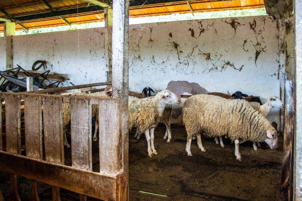 Fazenda à venda com 5 quartos, 10500000M2 - Foto 48