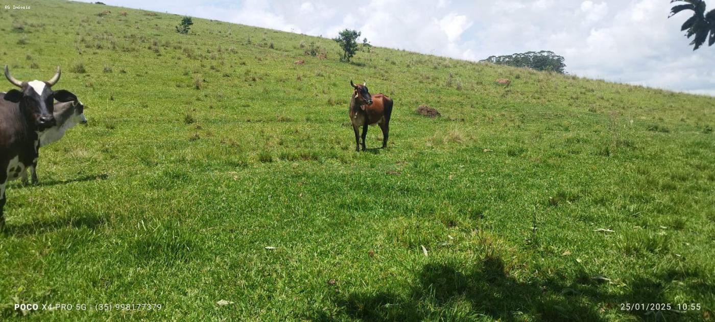 Sítio à venda com 2 quartos, 726000m² - Foto 11