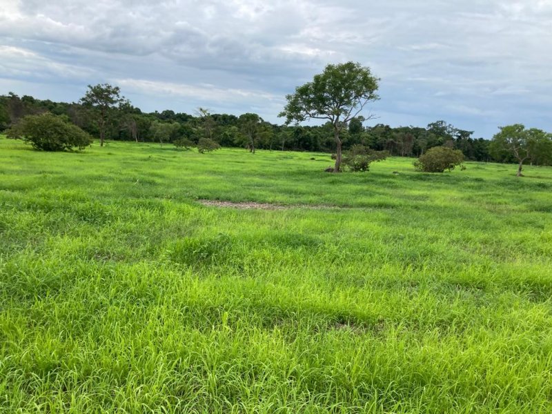 Fazenda-Sítio-Chácara, 692 hectares - Foto 4