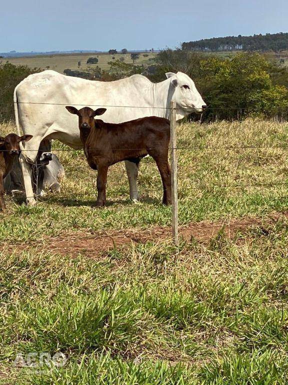 Fazenda à venda com 3 quartos, 400m² - Foto 4