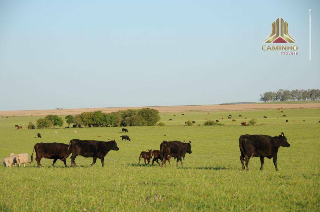 Fazenda à venda com 5 quartos, 33455000M2 - Foto 34