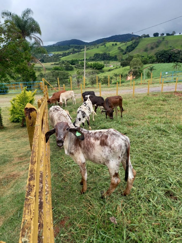 Fazenda à venda, 120m² - Foto 1