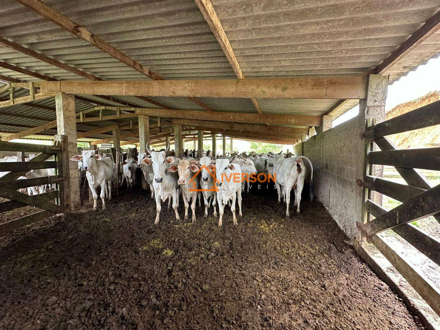 Sítio à venda com 3 quartos, 200m² - Foto 21