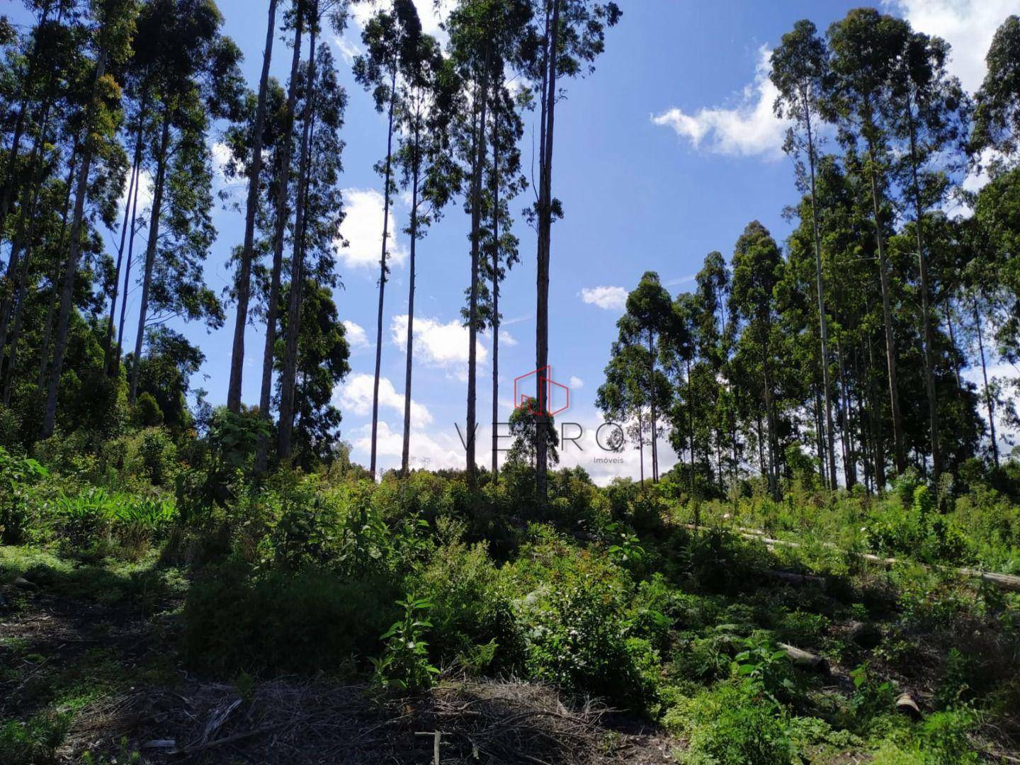 Sítio à venda, 60000M2 - Foto 3