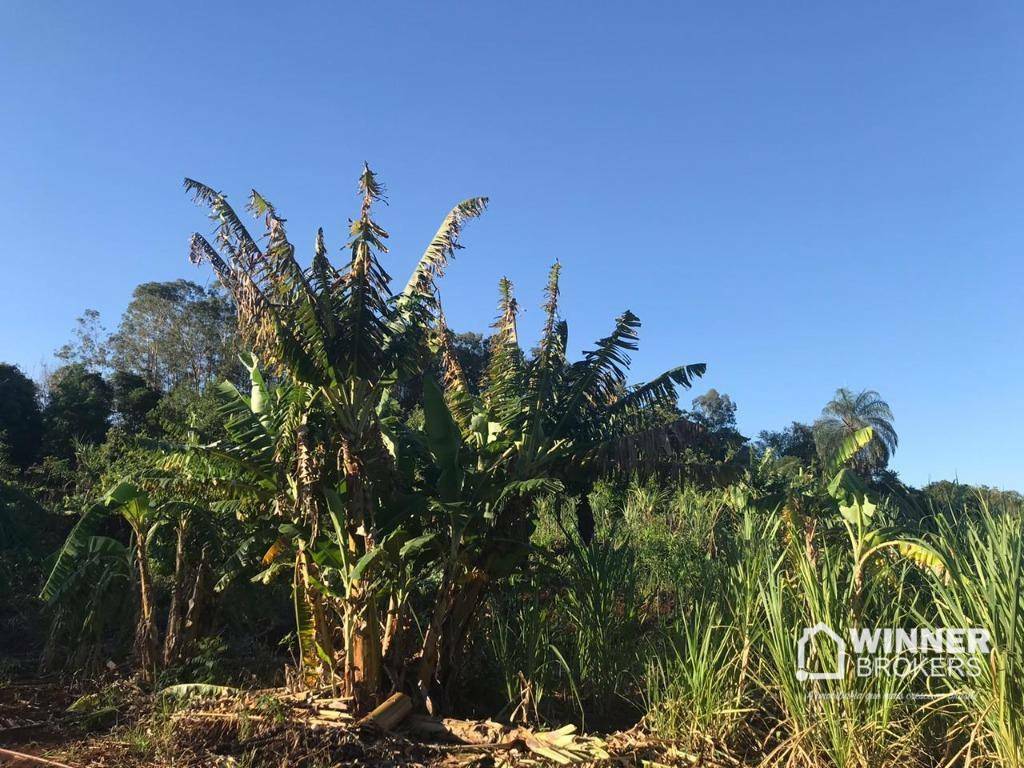 Chácara à venda com 1 quarto, 3000M2 - Foto 21