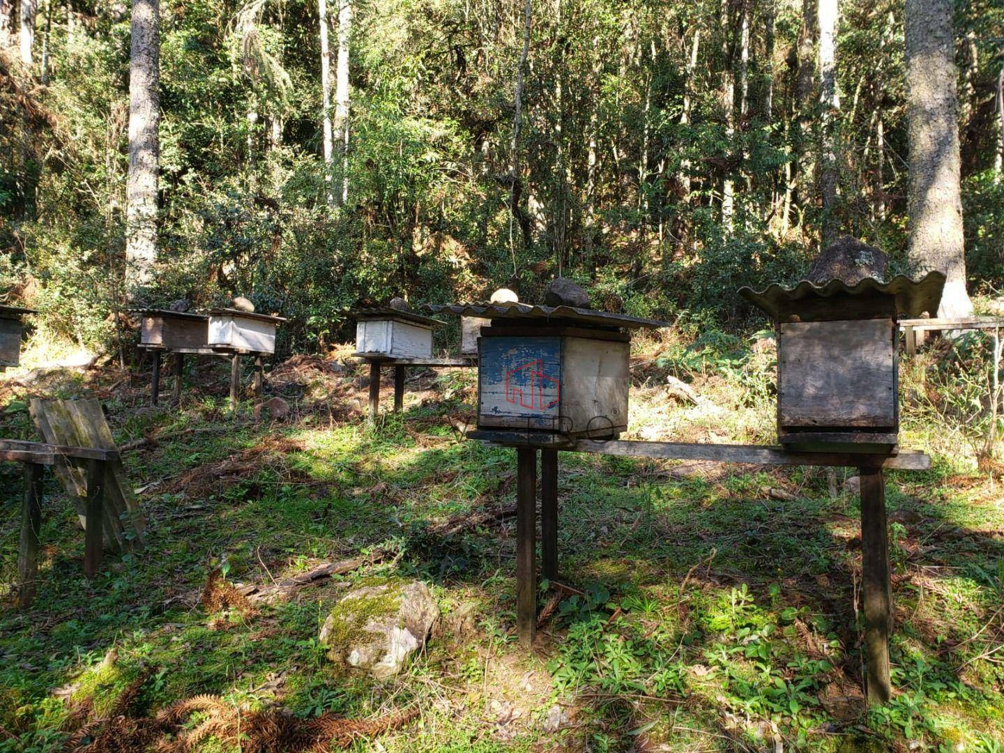 Sítio à venda com 4 quartos, 90650M2 - Foto 9