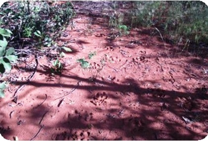 Fazenda à venda - Foto 4