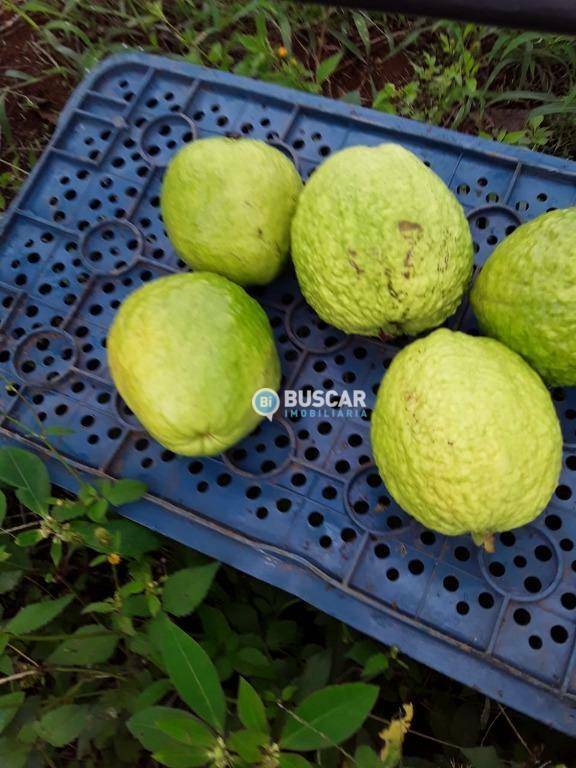 Fazenda à venda com 11 quartos, 440000M2 - Foto 62