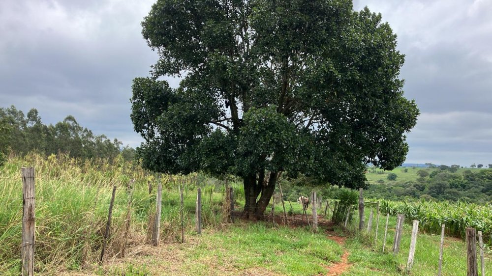 Fazenda à venda, 60500m² - Foto 9