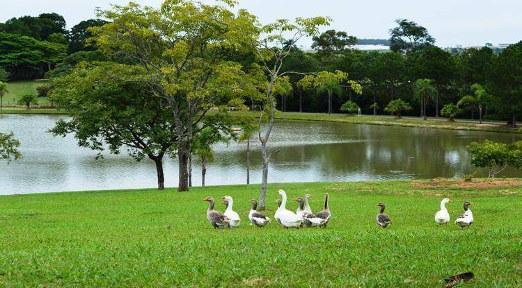 Chácara à venda com 3 quartos, 5200M2 - Foto 33