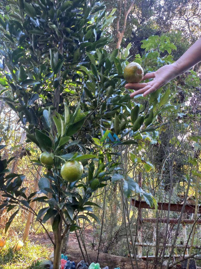 Chácara, 3 quartos, 5400 m² - Foto 4