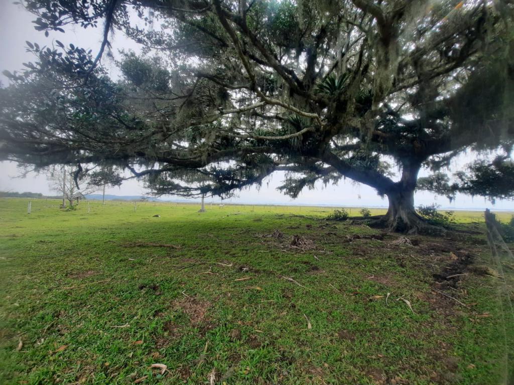 Fazenda à venda com 1 quarto, 25000m² - Foto 8