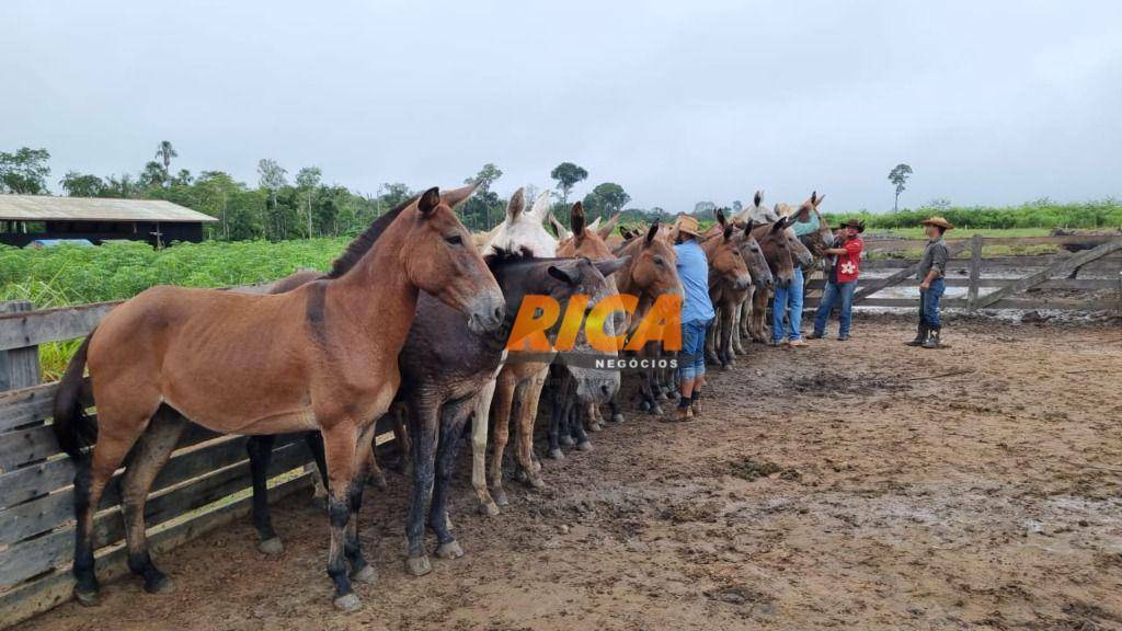 Fazenda à venda, 39860000M2 - Foto 47