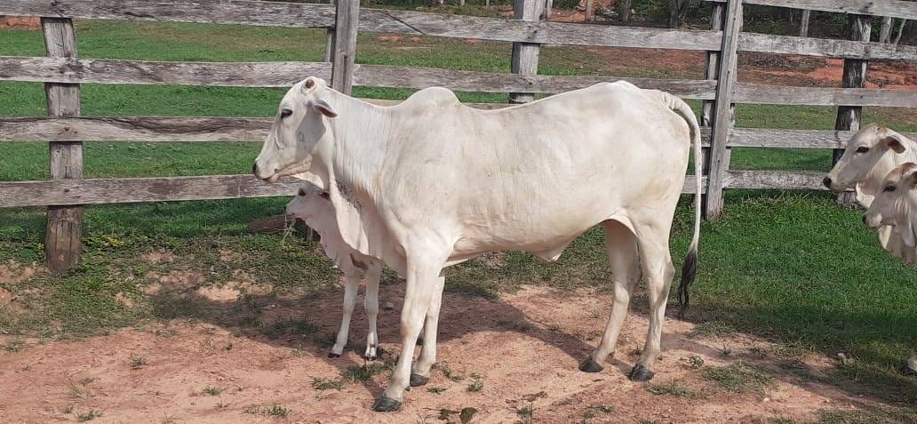 Fazenda à venda com 3 quartos, 10m² - Foto 19