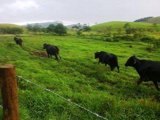 Fazenda à venda com 5 quartos, 140m² - Foto 6