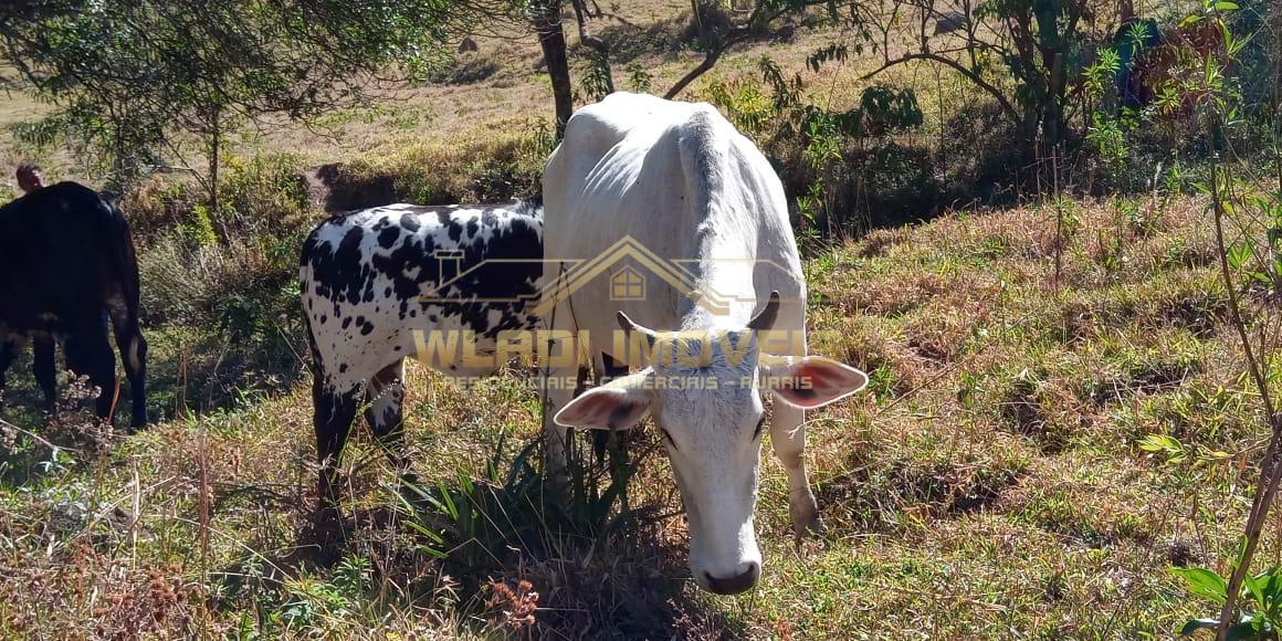 Fazenda à venda com 4 quartos, 45600m² - Foto 14