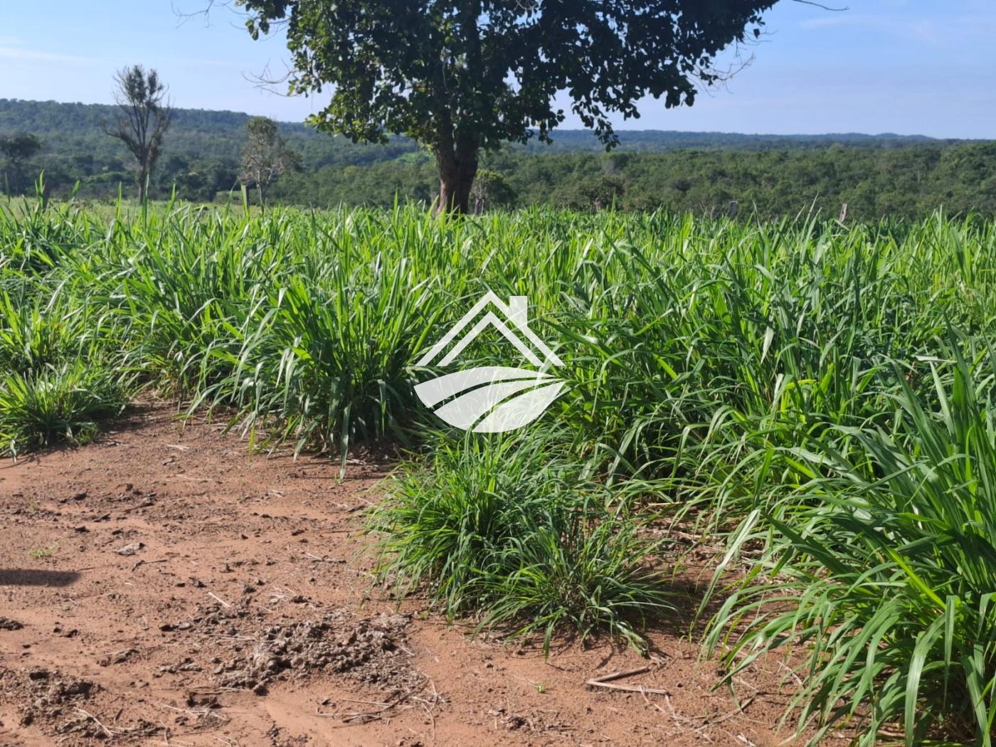 Fazenda-Sítio-Chácara, 1 m² - Foto 14