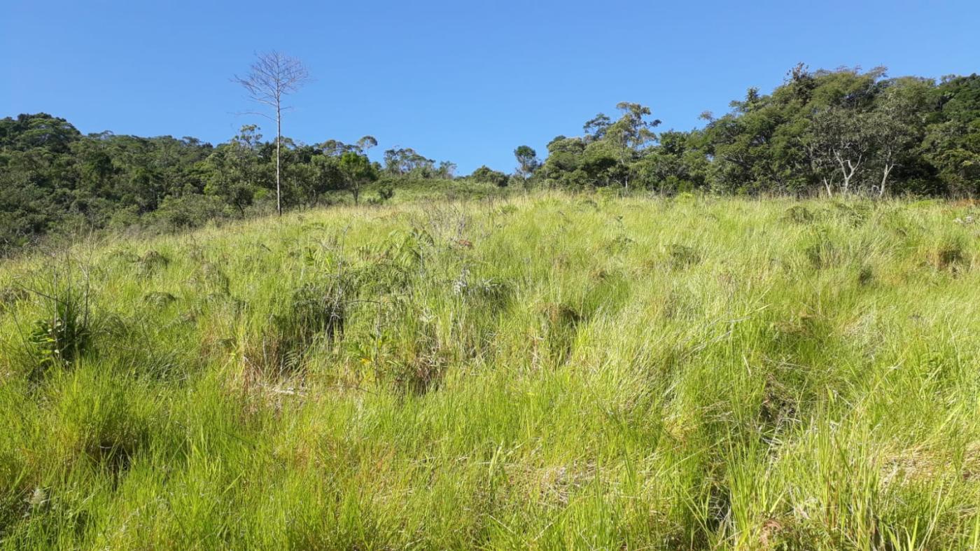 Terreno à venda com 1 quarto, 290000m² - Foto 7