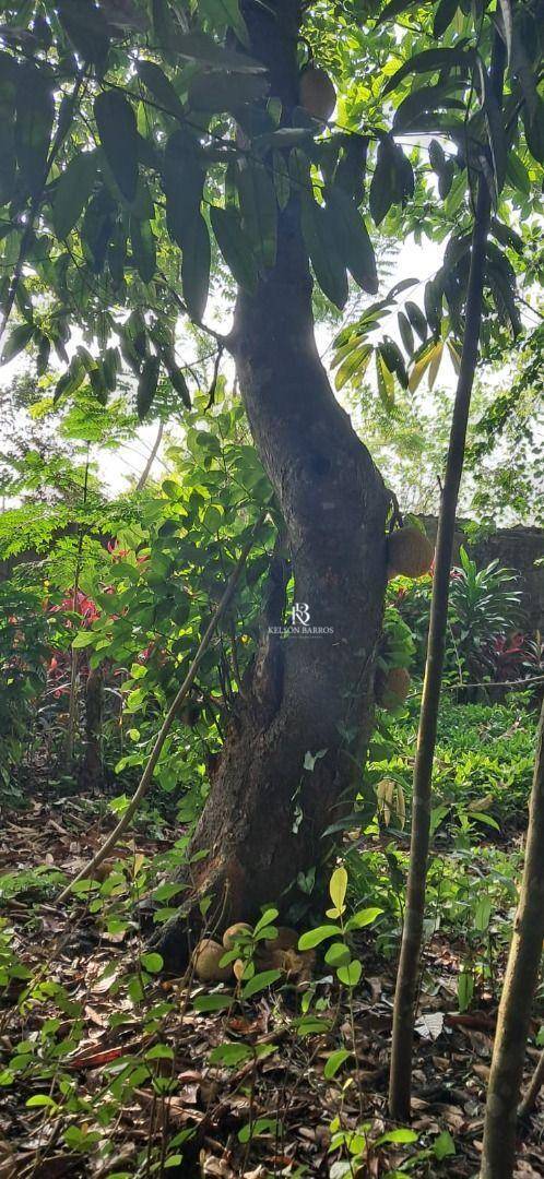 Sítio, 4 m² - Foto 2