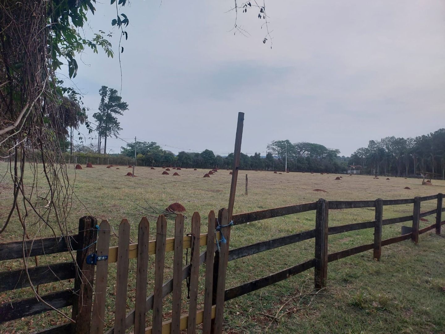 Haras e Área Rural Padrão à venda com 3 quartos, 96800M2 - Foto 18