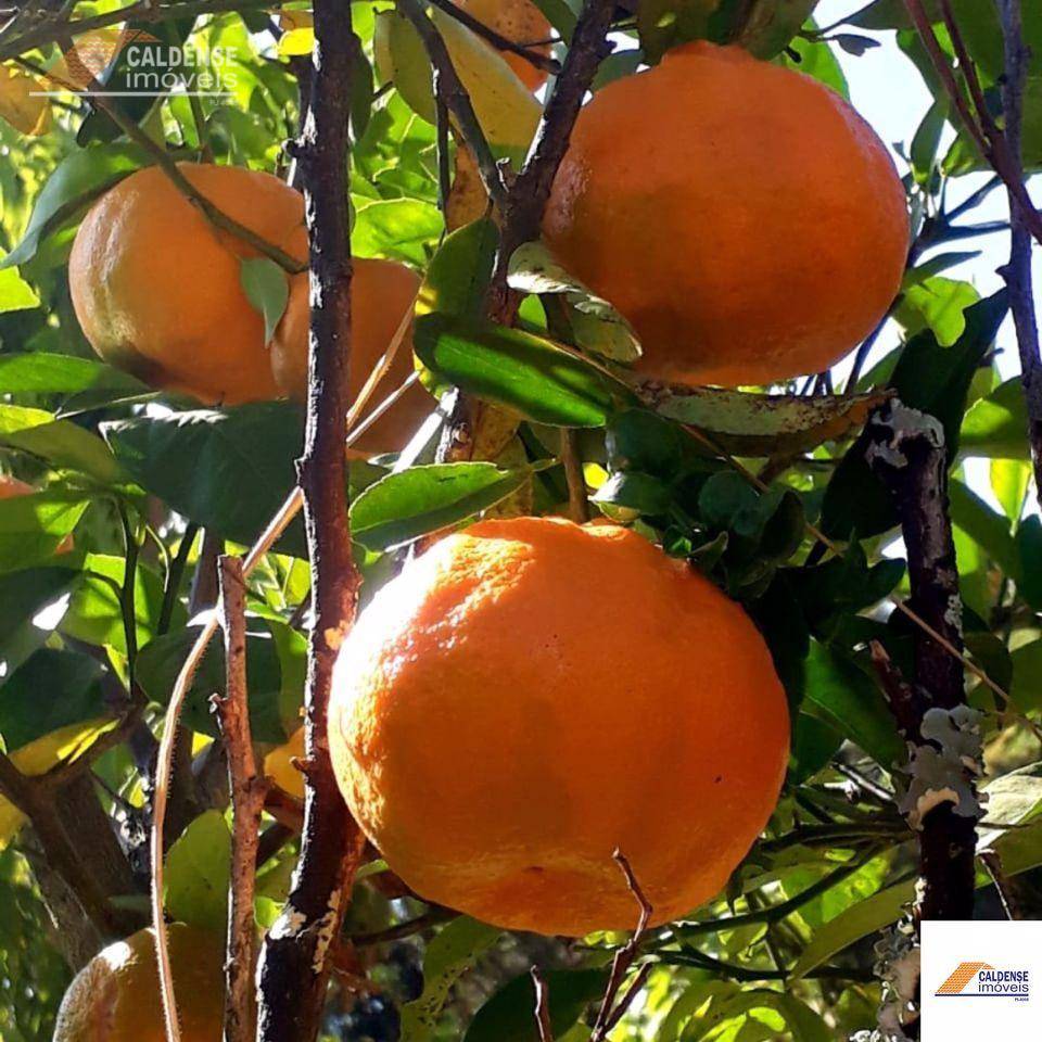 Chácara, 2 quartos, 2 hectares - Foto 3