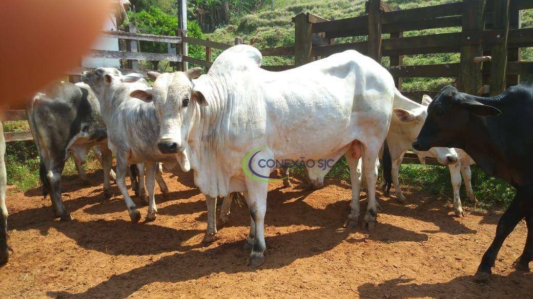 Fazenda à venda com 3 quartos, 2970000M2 - Foto 1