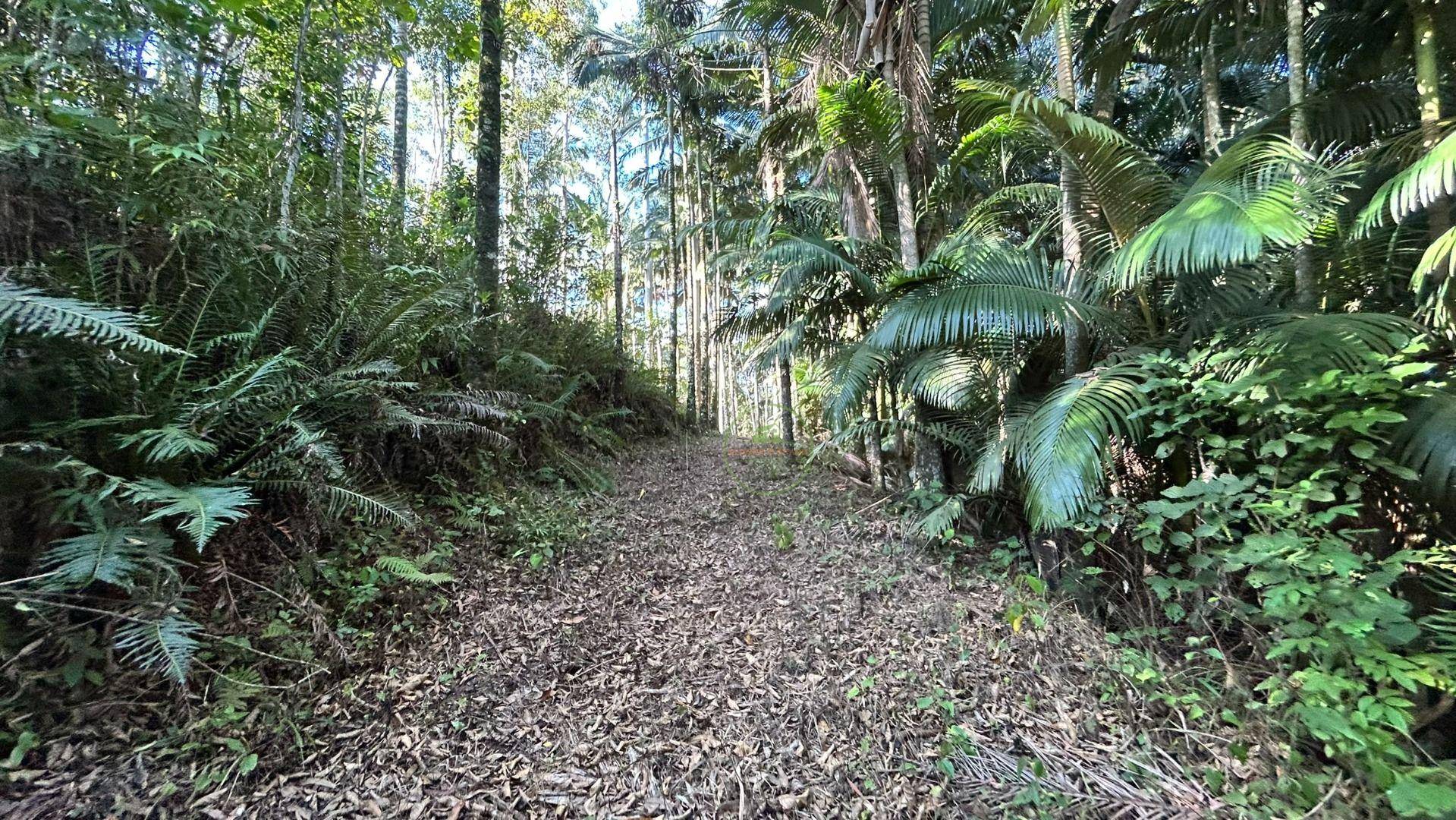 Sítio, 3 hectares - Foto 31