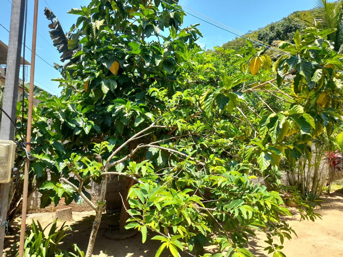 Fazenda à venda com 3 quartos, 1000m² - Foto 22