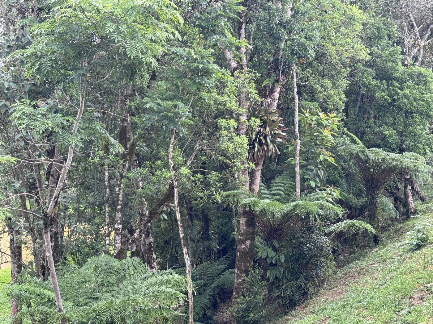 Chácara à venda com 4 quartos, 15000m² - Foto 37