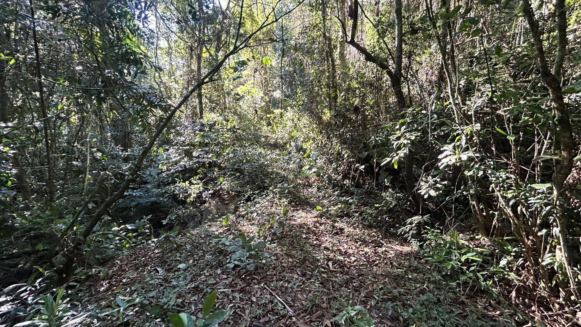 Sítio, 14 hectares - Foto 8