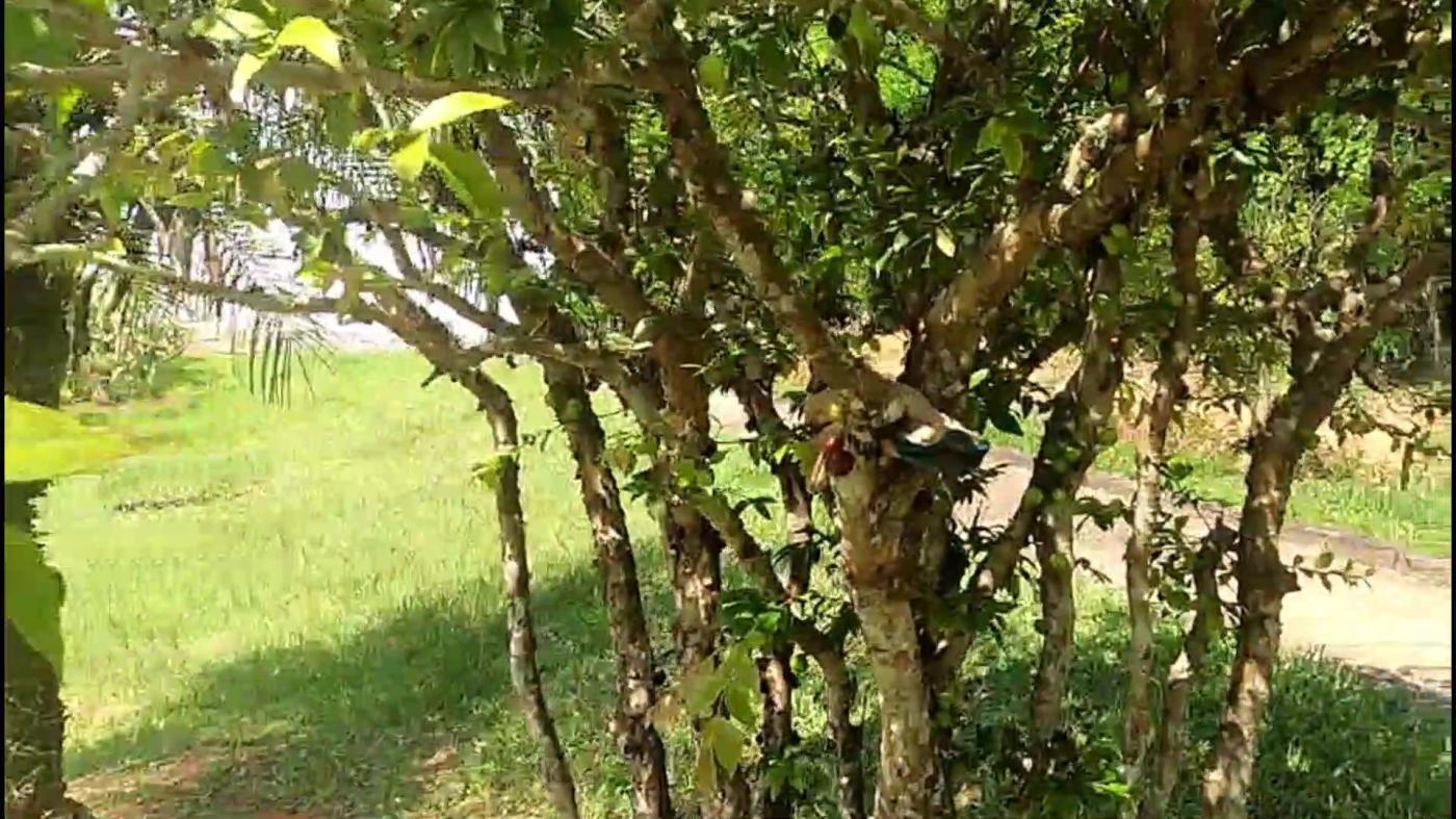 Chácara à venda com 3 quartos, 4500m² - Foto 13
