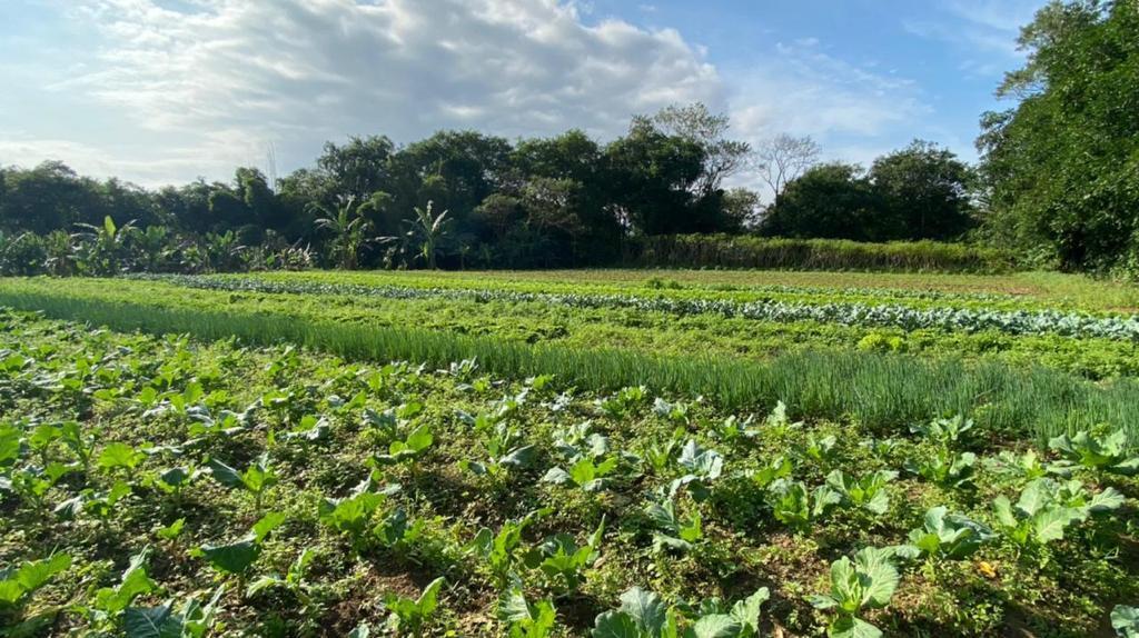 Fazenda à venda com 3 quartos, 12000m² - Foto 10