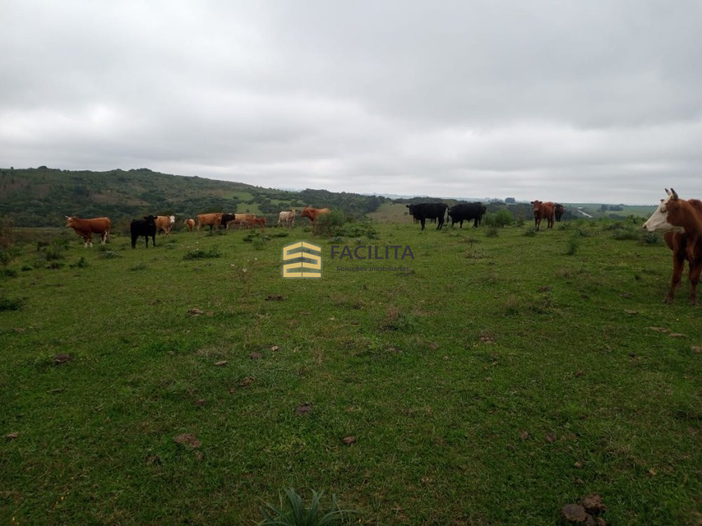 Fazenda-Sítio-Chácara, 50 hectares - Foto 3