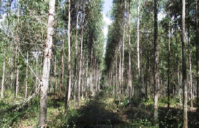 Fazenda à venda - Foto 11