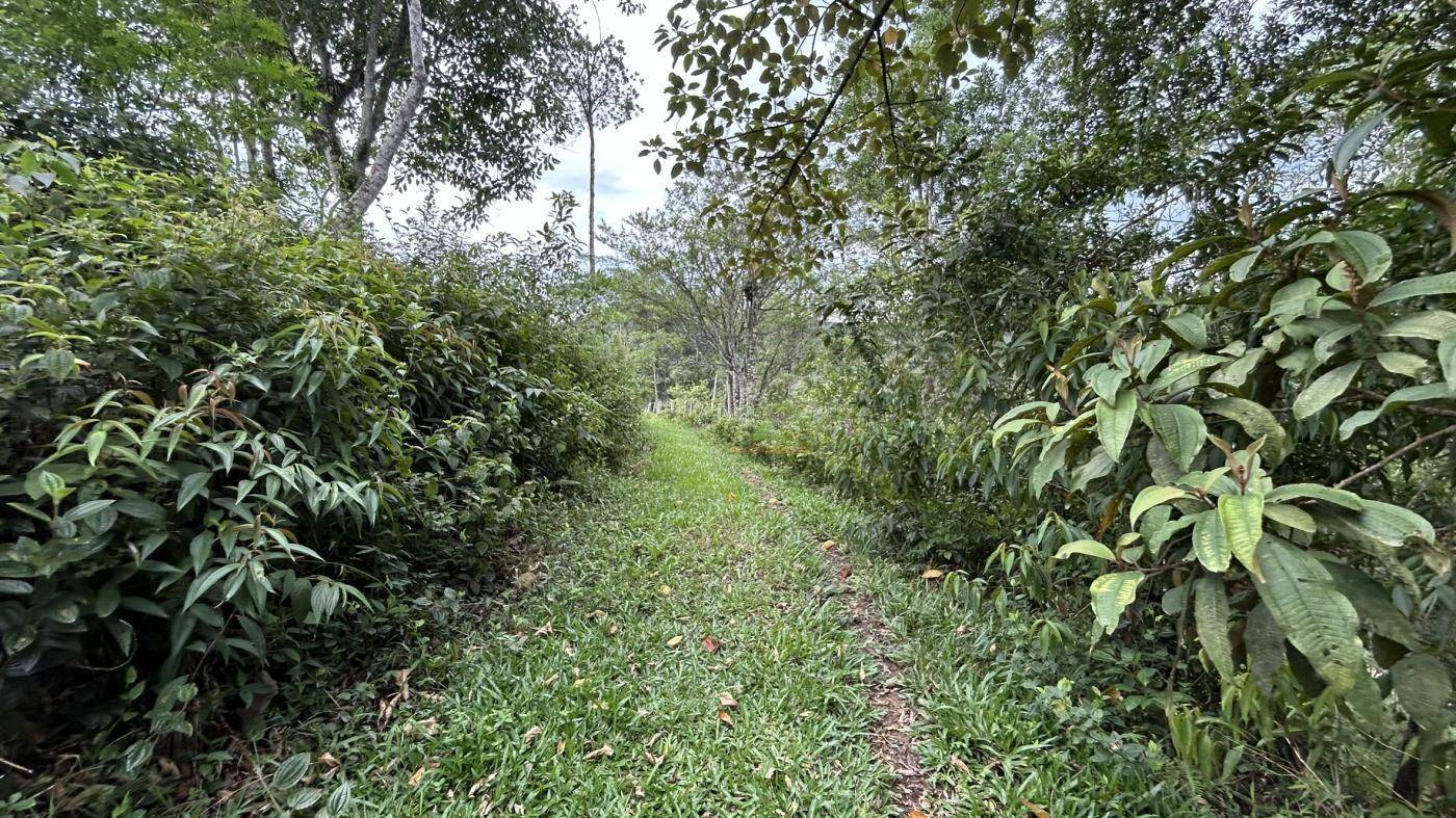 Terreno, 9 hectares - Foto 13