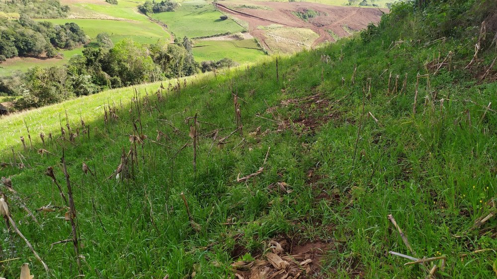 Fazenda à venda com 4 quartos, 12m² - Foto 10