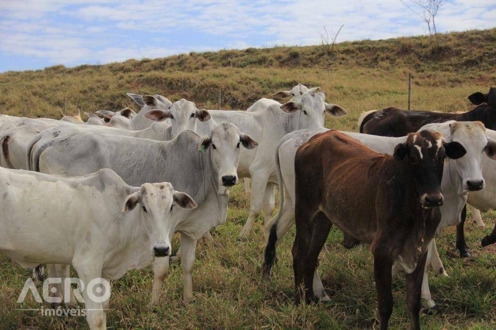 Fazenda à venda com 3 quartos, 400m² - Foto 16