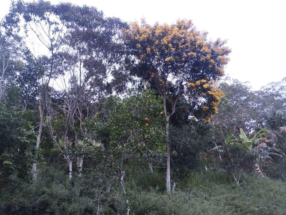 Fazenda à venda com 2 quartos, 10000m² - Foto 15