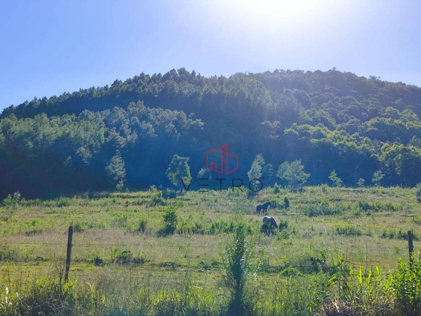 Sítio, 4 hectares - Foto 7