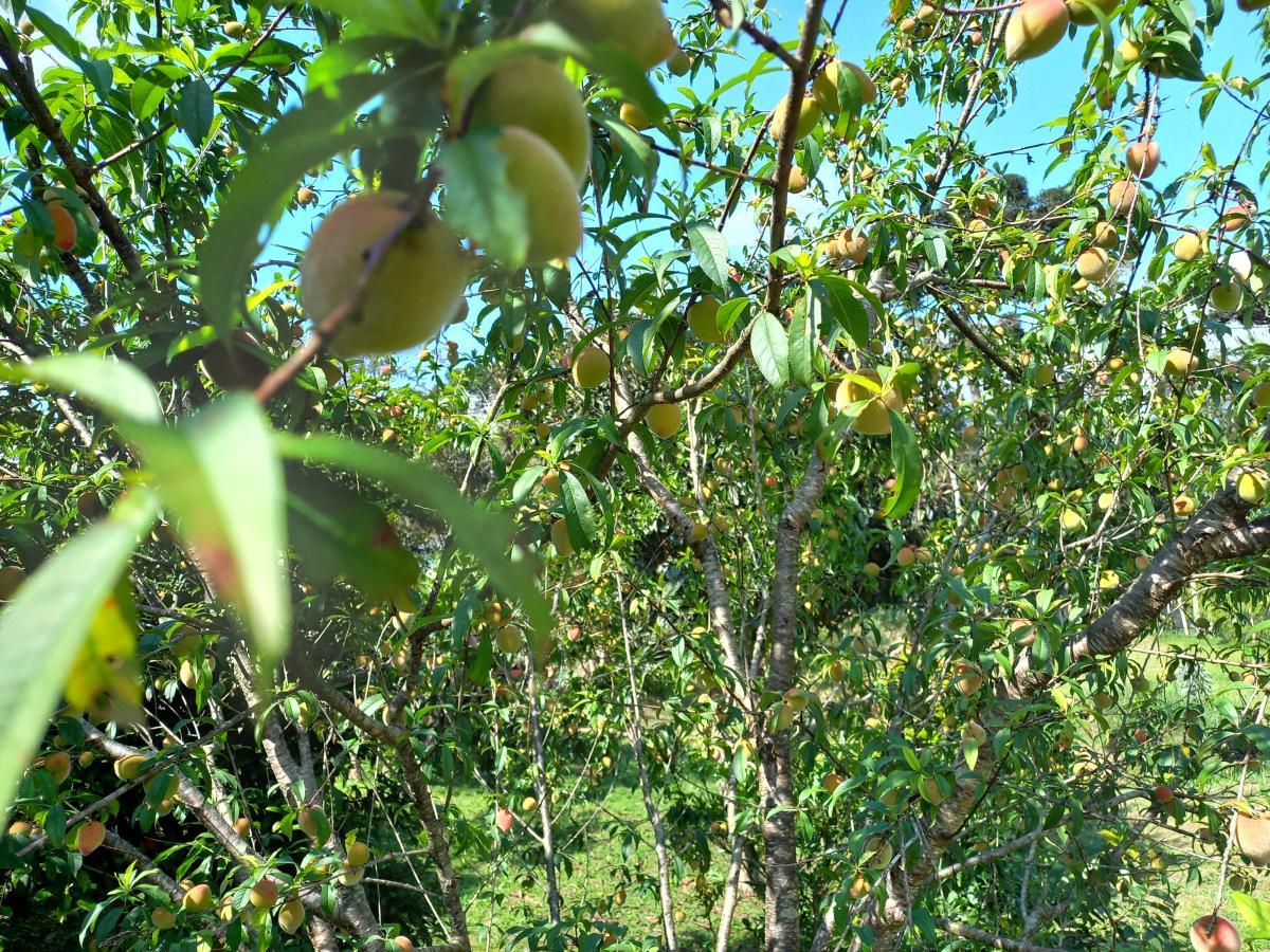 Fazenda à venda, 9075m² - Foto 5