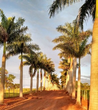 Fazenda à venda, 2300000m² - Foto 9