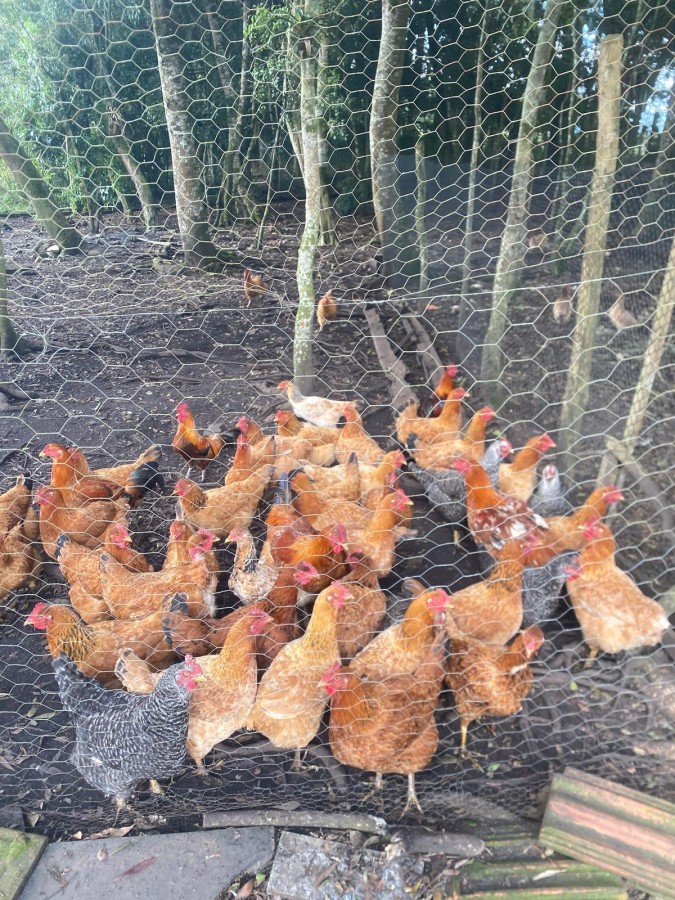 Chácara, 10000 m² - Foto 48