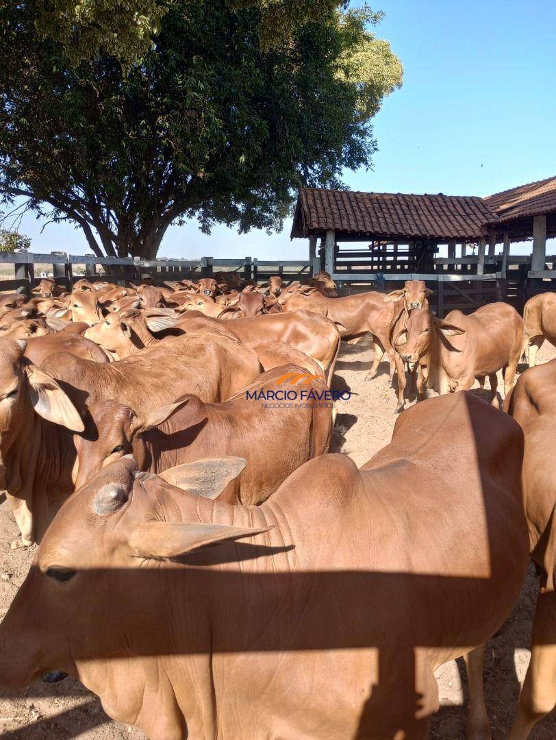 Fazenda, 322 hectares - Foto 23