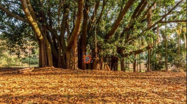 Fazenda à venda com 6 quartos, 500m² - Foto 31